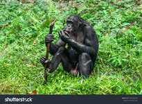 stock-photo-portrait-of-a-sitting-male-bonobo-holding-a-staff-at-the-lola-ya-bonobo-sanctuary-...jpg