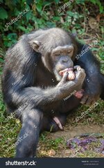 stock-photo-portrait-of-chimpanzee-eating-sweet-potatoes-while-sitting-on-ground-in-rain-fores...jpg