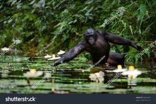 stock-photo-the-chimpanzee-collects-flowers-the-chimpanzee-costs-in-water-and-tries-to-keep-st...jpg