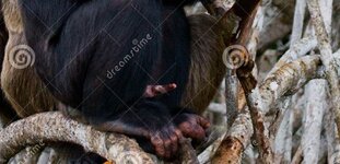 two-chimpanzees-mangrove-branches-republic-congo-conkouati-douli-reserve-excellent-illustratio...jpg