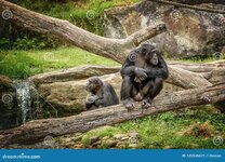 chimpanzee-sydney-zoo-nature-125536071.jpg