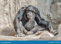 portrait-laughing-smiling-adult-chimpanzee-closeup-details-144085041.jpg