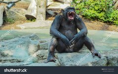 stock-photo-angry-chimpanzee-sitting-on-a-stone-1732693325.jpg
