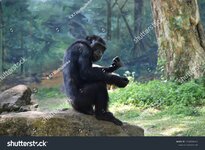 stock-photo-black-chimpanzee-in-the-evergreen-forest-super-gorilla-chimpanzee-monkey-is-showin...jpg