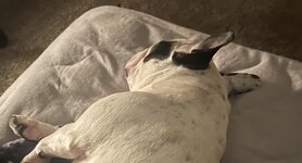 IMG_2990.jpeg