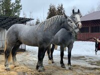 percheron-hengst-4jahre-174-cm-schaupferd-moskva-362_29c5ad3e-1d5a-41b8-81f8-d5fdd63fc4bd.jpg