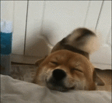 dghdfg.gif