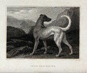 An_Irish_greyhound_standing_in_a_mountainous_landscape._Etch_Wellcome_V0020959.jpg