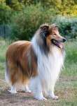 220px-1Dog-rough-collie-portrait.jpg