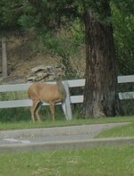 Blacktail.JPG