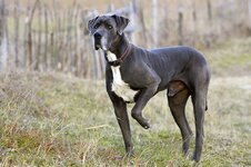 great-dane-129741288-resized-56a26a905f9b58b7d0c9fe74-1720969814.jpg