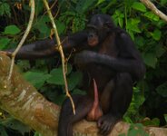 Monkey_1.jpg Monkey_1.jpg