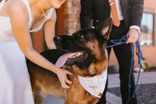 DogWedding2.jpg