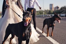 DogWedding_3.jpg