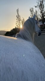 IMG_7072.jpeg