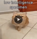 141CD766-7CE4-401D-9146-19E7D40E6755.png