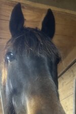 IMG_8325.jpeg