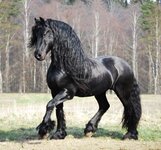friesian.jpg