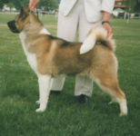 Akita.png