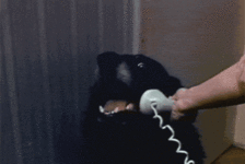 vnghj.gif