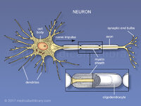 neuron.jpg