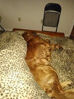hunter bed.jpg