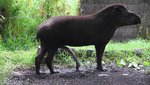 Tapir-2.jpg