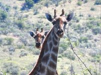 Dad and mom - two giraffes Qwc6Ddj.jpg