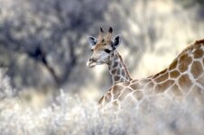 Baby giraffe.jpg