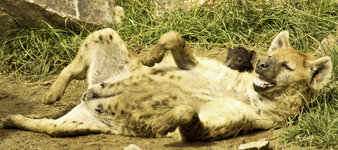 8ch--hyenas--4897796784_56488d5631_o.jpg