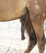 86026198-a-male-horse-s-reproduction-organ.jpg