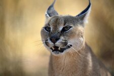 Caracal preparing for takeoff.Screen Shot 2021-11-05 at 11.59.20 AM.jpg