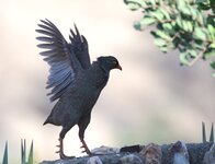 Flapping.jpg