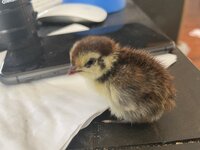 Baby quail IMG_1493.jpg