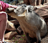 Piggy-piggy-piggy-piggy!--Who-needs-kisses-.jpg