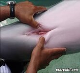 dolphin pussy.jpeg