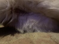 IMG_3824.jpeg