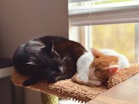 IMG_1385.jpeg