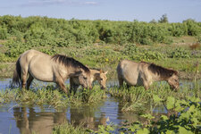 Konik2_Andrey-Nekrasov.jpg