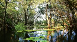 Mysterious_Danube_Delta.jpg
