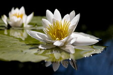 the-water-lily-danube-delta-romania.jpg
