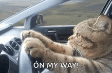 mail.gif mail.gif