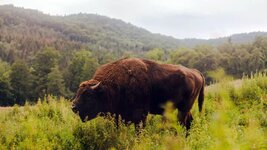 Bison.jpg
