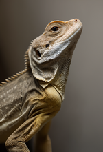 0_00202-3837176720.png