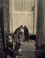 EdwardWeston_CatsatDoor_WildcatHill.jpg