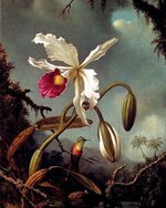 'White Cattelya Orchid' -1904. Martin J Heade.jpg