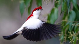 manakin.jpg