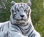 0920_tiger-edited.jpg