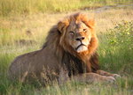 Cecil_the_lion_at_Hwange_National_Park_(4516560206).jpg