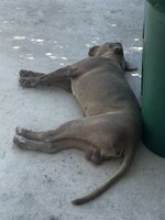 IMG_1526.jpeg